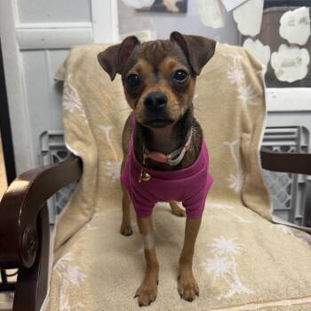 Faith -  Chihuahua Dog for Adoption in Hendersonville, Tennessee - Faith | PetCurious