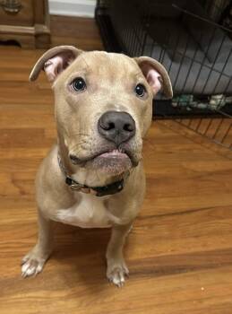 Rescue American Bulldog Dogs for Adoption in Troy, Alabama - Hercules | PetCurious