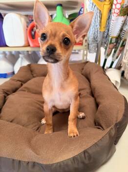Chihuahua Dogs Available for Adoption in Mansfield, Texas - Willa | PetCurious