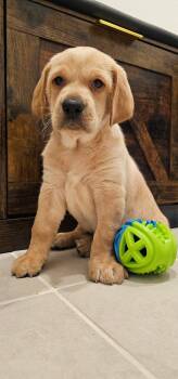 Biscuit Doodle -  Labrador Retriever and Standard Poodle Dog for Adoption in Valrico, Florida - Biscuit Doodle | PetCurious