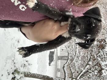 Rescue Mixed Breed Dogs for Adoption in Fennville, Michigan - Basil | PetCurious