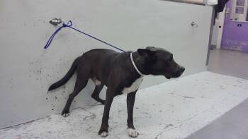 A2085738 -  Staffordshire Bull Terrier and Mixed Breed Dog for Adoption in Houston, Texas - A2085738 | PetCurious