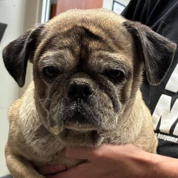 Boulder -  Pug Dog for Adoption in Yuma, Arizona - Boulder | PetCurious
