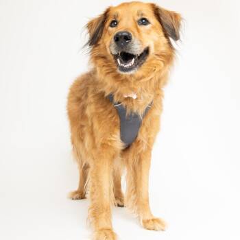 Pocket 14121 -  Golden Retriever and Chow Chow Dog for Adoption in San Francisco, California - Pocket 14121 | PetCurious