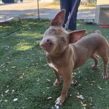 Rescue Pit Bull Terrier Dogs for Adoption in Port Richey, Florida - Naan | PetCurious