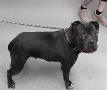 American Bulldog and Mixed Breed Dogs Available for Adoption in Omaha, Nebraska - SALVADOR | PetCurious
