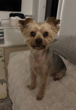 Michi -  Yorkshire Terrier Dog for Adoption in Taunton, Massachusetts - Michi | PetCurious