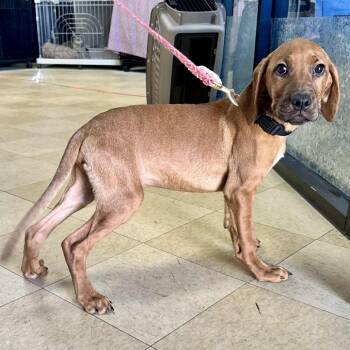 Rescue Hound and Mixed Breed Dogs for Adoption in Union, Missouri - Franklin FC Jennifer G | PetCurious