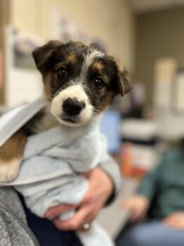 Australian Shepherd Dogs Available for Adoption - Ilya | PetCurious