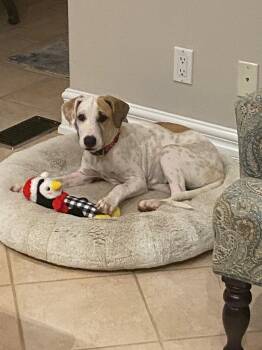 Rescue Mixed Breed Dogs for Adoption in Glen Rock, New Jersey - Bella (Fostered In ON, Canada!) | PetCurious