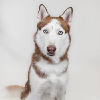 Siberian Husky Dogs Available for Adoption in West Palm Beach, Florida - Chase | PetCurious