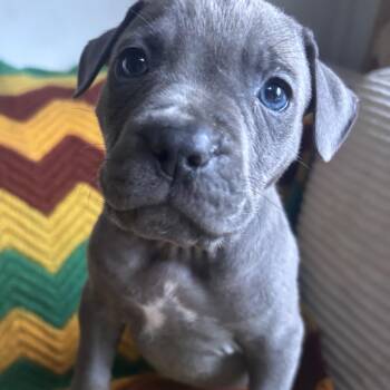 Uh-Huh Little Rascals - Local Yes-Man -  Black Labrador Retriever Dog for Adoption in Andover, Massachusetts - Uh-Huh Little Rascals - Local Yes-Man | PetCurious
