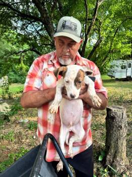 Smudge -  Pit Bull Terrier and Mixed Breed Dog for Adoption in Little Rock, Arkansas - Smudge | PetCurious