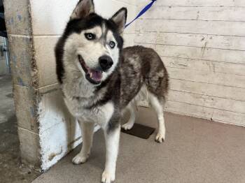 Rescue Siberian Husky Dogs for Adoption in San Bernardino, California - FLURRY | PetCurious