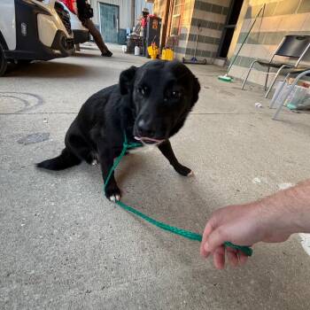 Australian Shepherd Dogs Available for Adoption in Montgomery, Alabama - Netta | PetCurious