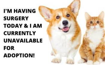 Rescue Feist and Terrier Dogs for Adoption in Greenville, South Carolina - Cottontail | PetCurious