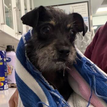 Terrier Dogs Available for Adoption in Chico, California - EMI G | PetCurious