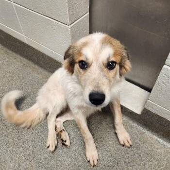 CAMILLA -  Labrador Retriever and Mixed Breed Dog for Adoption - CAMILLA | PetCurious