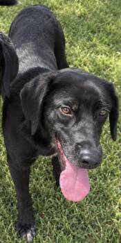 Donald -  Labrador Retriever and Mixed Breed Dog for Adoption in Zimmerman, Minnesota - Donald | PetCurious