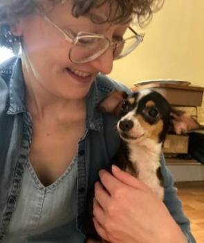 Lil Bit -  Chihuahua and Mixed Breed Dog for Adoption in Morristown, New Jersey - Lil Bit | PetCurious