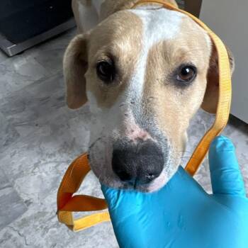 Mixed Breed Dogs Available for Adoption - Kat | PetCurious