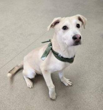 Retriever and Siberian Husky Dogs Available for Adoption - Sparky | PetCurious