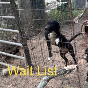 Tip -  Labrador Retriever Dog for Adoption in Livingston, Texas - Tip | PetCurious