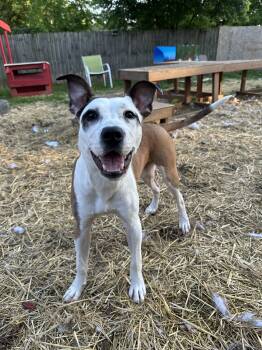 Whippet Dogs Available for Adoption in Indianapolis, Indiana - Ozzie | PetCurious