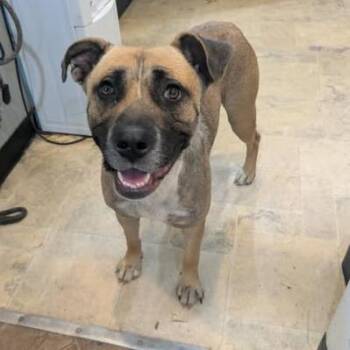 Mixed Breed Dogs Available for Adoption in Boaz, Alabama - Kaylee | PetCurious