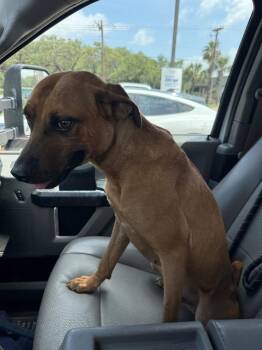 Locust -  Black Mouth Cur and Boxer Dog for Adoption in Rockport, Texas - Locust | PetCurious