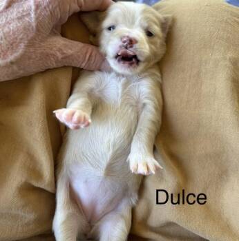 Dulce -  Chihuahua Dog for Adoption in Larkfield-wikiup, California - Dulce | PetCurious