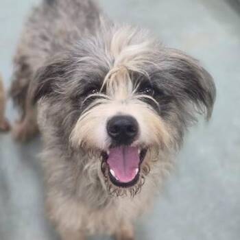 Einstein -  Wirehaired Terrier Dog for Adoption in Calverton, New York - Einstein | PetCurious