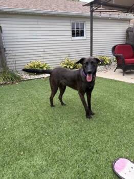 Bruno -  Shepherd and Retriever Dog for Adoption in Burlington, Wisconsin - Bruno | PetCurious