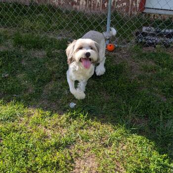 Australian Shepherd and Shih Tzu Dogs Available for Adoption in Sturgis, Michigan - Simba | PetCurious
