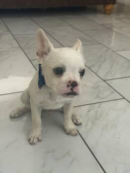 Valentino -  French Bulldog Dog for Adoption in Fullerton, California - Valentino | PetCurious