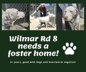 Needs Foster Wilmar Rd 8 (NC) -  English Pointer Dog for Adoption in Bridgeton, New Jersey - Needs Foster Wilmar Rd 8 (NC) | PetCurious