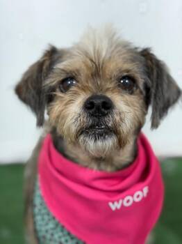 Mufasa-One of our Amazing Rescue Dogs -  Brussels Griffon and Yorkshire Terrier Dog for Adoption in Carlsbad, California - Mufasa-One Of Our Amazing Rescue Dogs | PetCurious