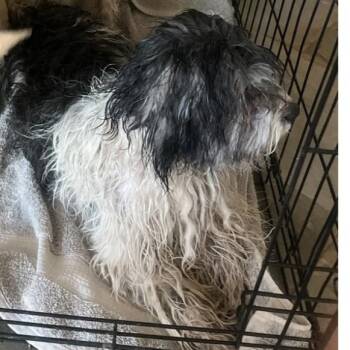 Terrier Dogs Available for Adoption in Las Vegas, Nevada - Oreo | PetCurious
