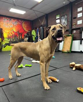 Rescue Mastiff Dogs for Adoption in Indian Creek, Illinois - Leona | PetCurious