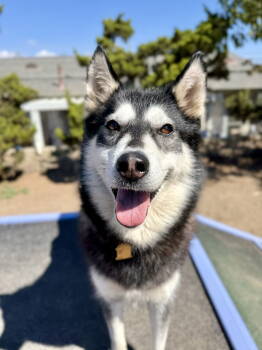 Rescue Husky Dogs for Adoption in Seal Beach, California - Tessa | PetCurious