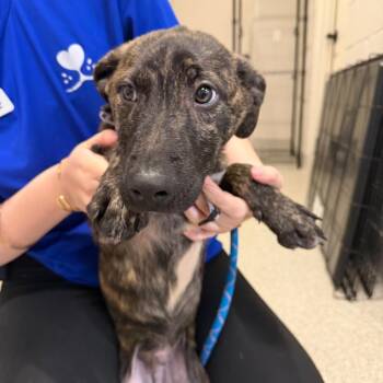 Mixed Breed Dogs Available for Adoption - Noe | PetCurious