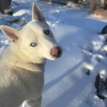 Siberian Husky and Shepherd Dogs Available for Adoption - Ollie  | PetCurious