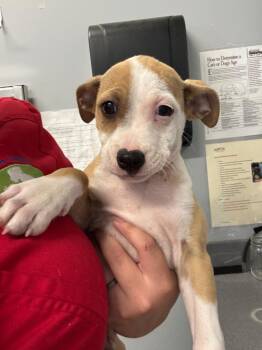 Hoka -  Pit Bull Terrier Dog for Adoption in Bloomington, Indiana - Hoka | PetCurious
