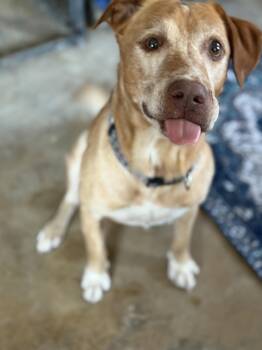 Rescue Yellow Labrador Retriever and Mixed Breed Dogs for Adoption in Mesquite, Texas - Coby | PetCurious