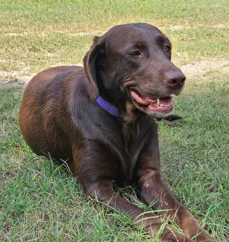 Rescue Chocolate Labrador Retriever Dogs for Adoption in Cleveland, Oklahoma - Ruby | PetCurious