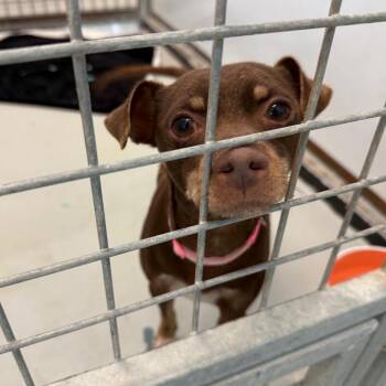 BROWNIE -  Chihuahua Dog for Adoption in Chico, California - BROWNIE | PetCurious