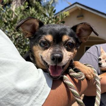 Chihuahua Dogs Available for Adoption in Ramona, California - Janet Jackson | PetCurious