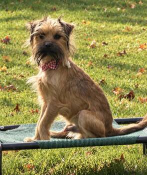 Truffula -  Norwich Terrier Dog for Adoption in Fulton, New York - Truffula | PetCurious