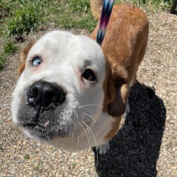 Saint Bernard Dogs Available for Adoption in West Des Moines, Iowa - Caspian | PetCurious