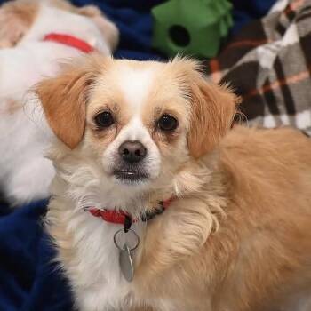Evie 22784 -  Chihuahua and Cocker Spaniel Dog for Adoption in Cumming, Georgia - Evie 22784 | PetCurious